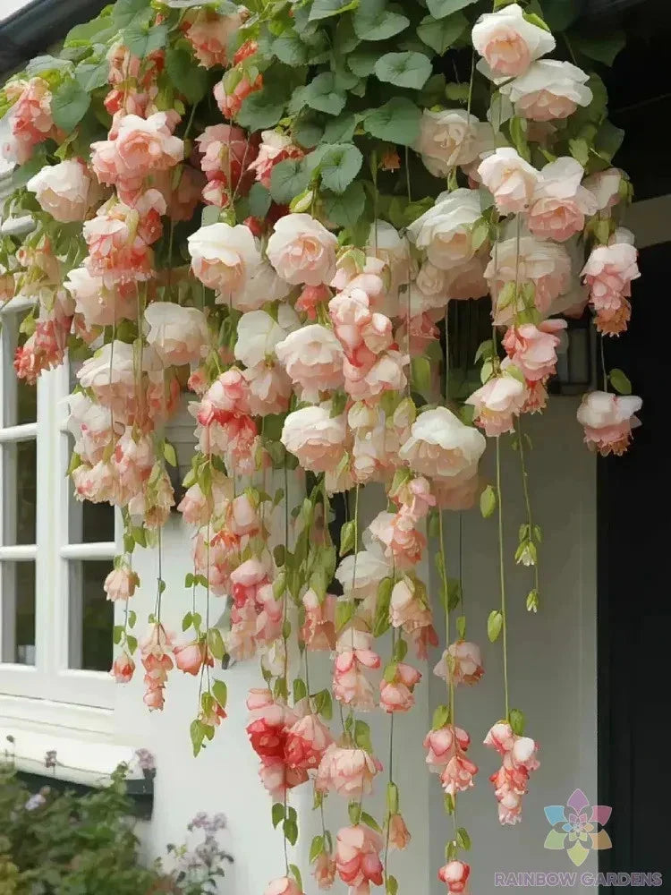 Peach Weeping Begonia Seeds – Begonia pendula, Trailing, 25+ Seeds for Garden, Container, Border, Easy to Grow, USA Grown