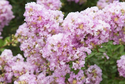 Lavender Cape Myrtle Seeds, Perennial Lagerstroemia indica, Drought-Tolerant Flower Seeds for Gardens and Containers, 20 Pack