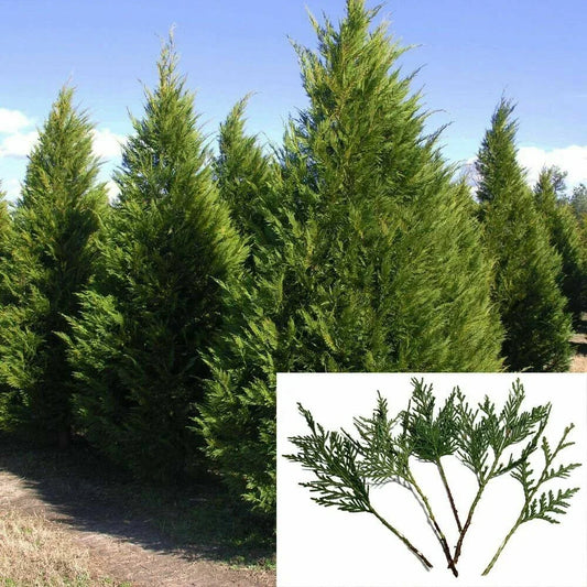 Leyland Cypress Cuttings 6-8" | Fast Growing Privacy Screen Trees | Cupressocyparis leylandii Landscaping Plants
