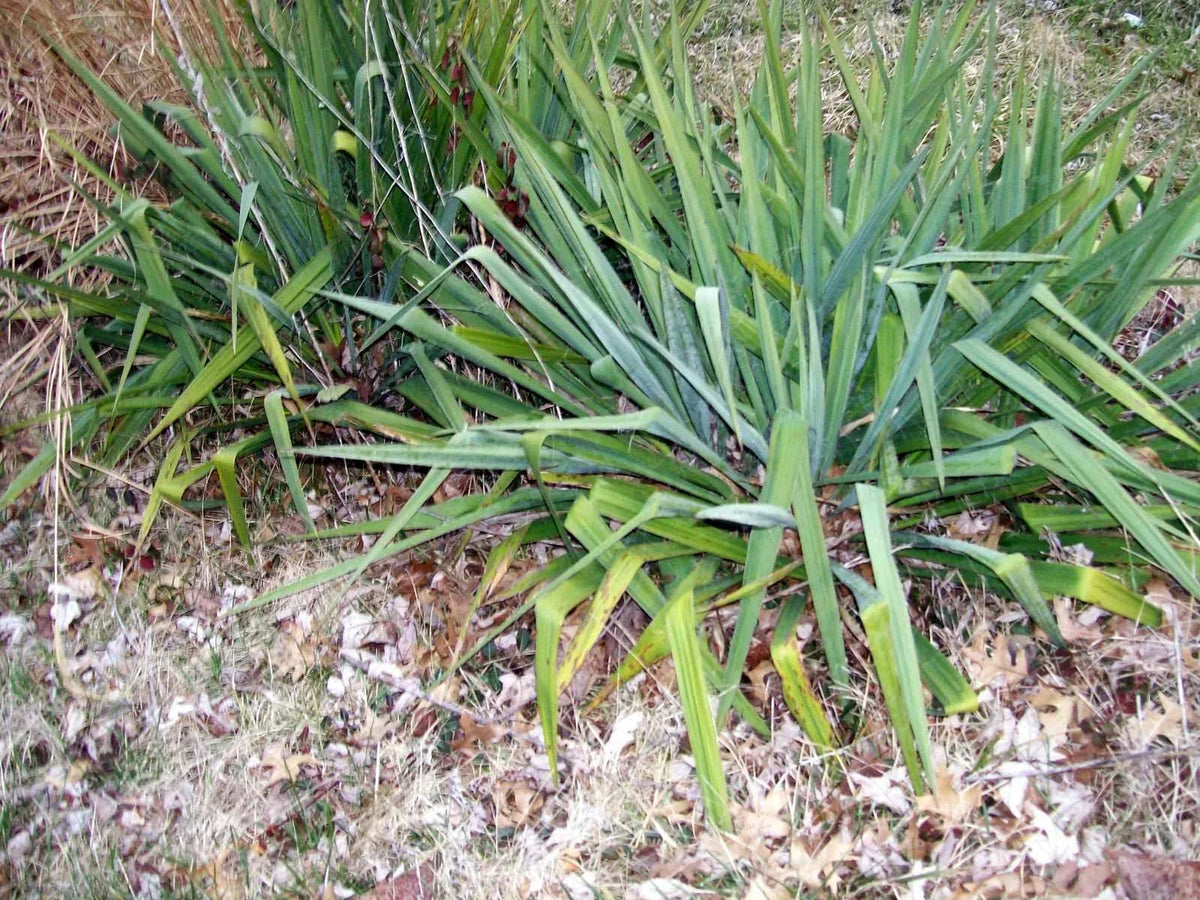 Adam's Needle Yucca 12" Bare Root Plant White Flower Yucca filamentosa - Drought-Tolerant Desert Shrub for Xeriscape Gardens