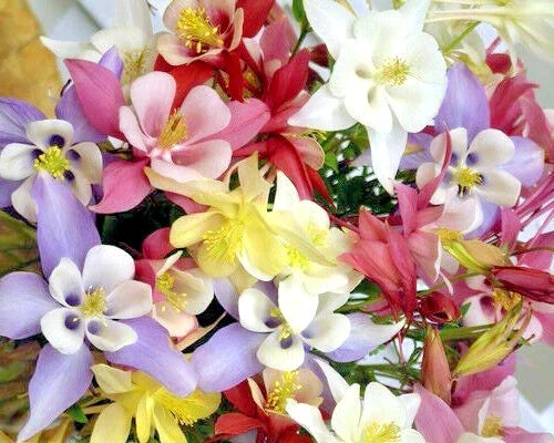 Columbine Seed Mix 400+ Seeds All Colors Aquilegia Easy to Grow Pollinator Friendly Garden Seeds