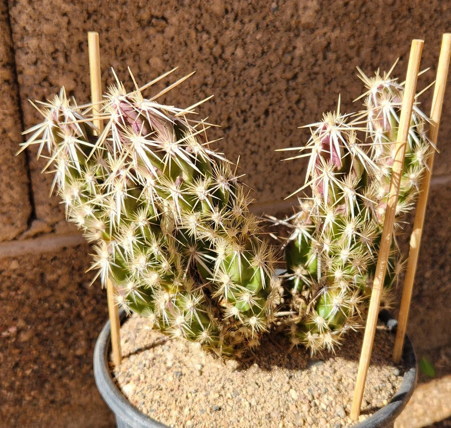 Grusonia Clavata Club Cholla Cactus Cutting - Live Desert Succulent, Drought-Tolerant Plant Segment, Unique Cactus for Indoor or Outdoor Decor