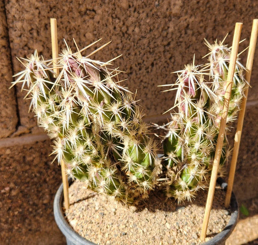 Grusonia Clavata Club Cholla Cactus Cutting - Live Desert Succulent, Drought-Tolerant Plant Segment, Unique Cactus for Indoor or Outdoor Decor