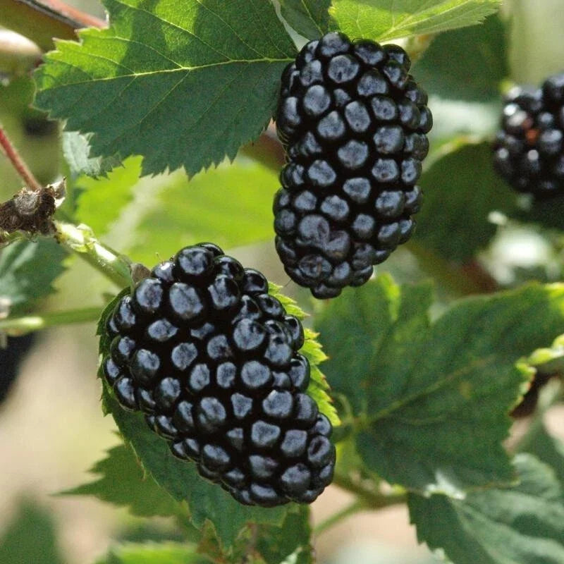 Blackberry Cuttings - 8 Inch Organic Non-GMO Rubus fruticosus - Fresh Planting Material for Home Gardens