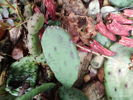 Mixed Lot Creeping Sedum Cuttings & Cactus Perennial Live Cuttings – Garden, Landscape, Pot Plants, Low-Maintenance, Easy Care