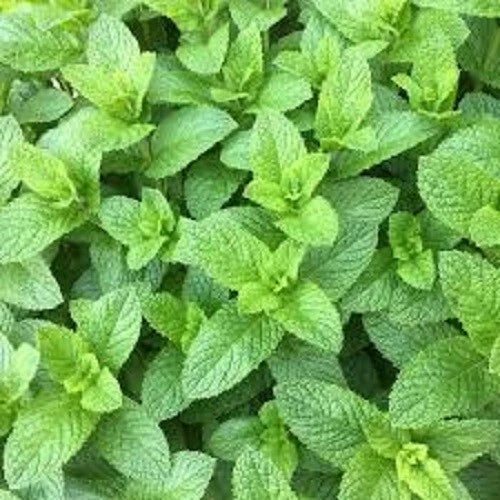 Premium Spearmint Herb Seeds - Mentha spicata, 200+ Non-GMO Organic Seeds for Culinary, Tea & Aromatic Uses, Indoor & Outdoor Gardening