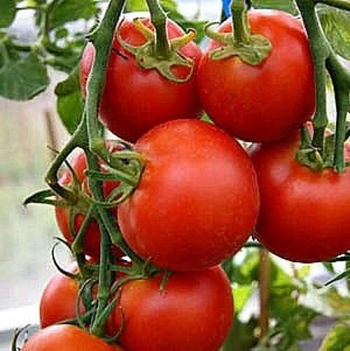 Fastest Tomato Seeds - 42 Days to Ripen - High Yield Solanum lycopersicum Seed Packet for Home Garden & Container Planting