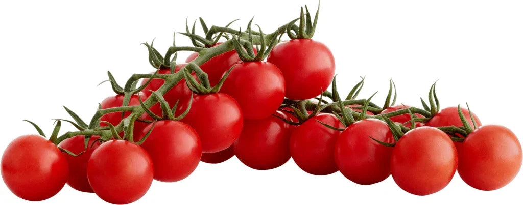 Sugar Bomb Cherry Tomato Seeds - Organic Non-GMO Heirloom Solanum Lycopersicum, 100+ Seeds for Home Gardening