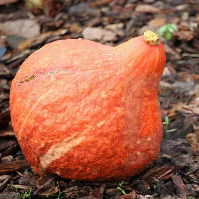 Golden Hubbard Squash Seeds - Organic Vegetable Seeds for 2025 Planting - Cucurbita maxima, Heirloom, Non-GMO, Vining, 20+ Seeds