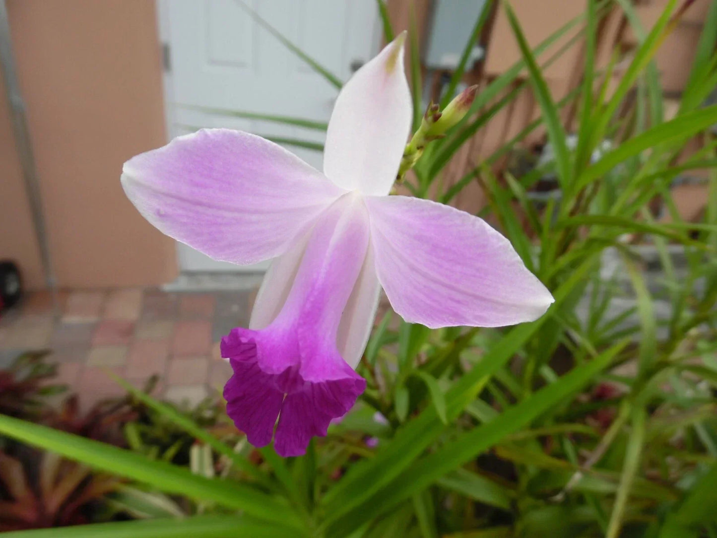 Bamboo Orchid Plant Pup Offset - Arundina Graminifolia Tropical Flowering Orchid for Garden or Indoor Growth