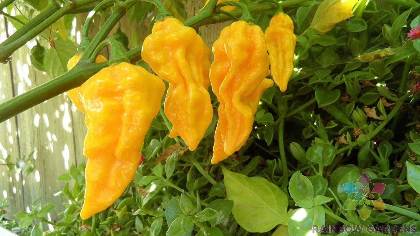 Devil's Tongue Yellow Hot Pepper Seeds - Capsicum chinense - 25+ Premium Seeds for Spicy Garden Growth