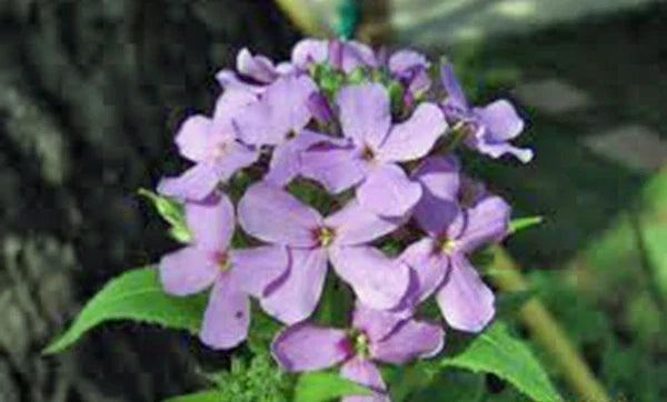 Dame's Rocket Seeds 100+ | Perennial Wildflower Seeds | Hesperis matronalis for Gardens & Pollinator Attraction