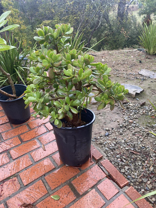 Large Potted Crassula Ovata Jade Plant – Organic Green Succulent – California Grown Indoor/Outdoor
