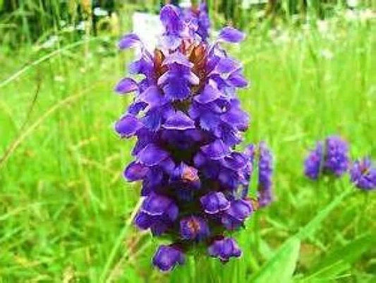 Heal All Seeds - 50 Prunella vulgaris Perennial Herb for Gardens, Borders & Wildflower Patches, Easy to Grow, Free USA Shipping