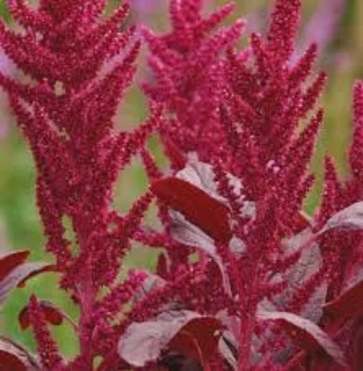 Love-Lies-Bleeding Seeds 100 Pack, Amaranthus Cruentus, Red Spike, Burgundy Foliage, Ornamental Garden Plant