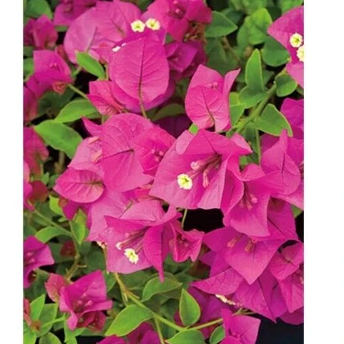 Bougainvillea Fuchsia Pink Live Cuttings – 6" Unrooted Shrub Plant for Garden, Patio, or Balcony, Bougainvillea glabra
