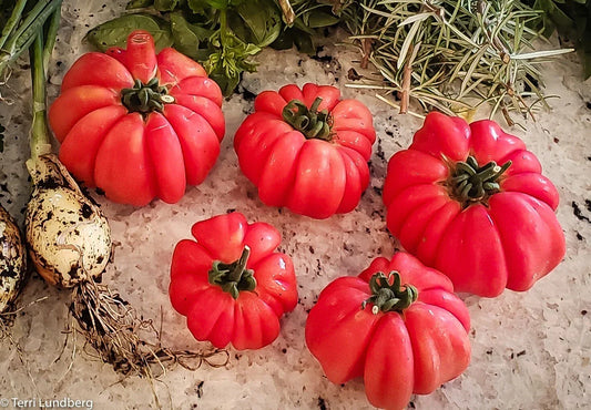 Mushroom Basket Tomato Seeds - Heirloom Organic Non-GMO Solanum lycopersicum - Small Round Tomatoes for Container Gardening
