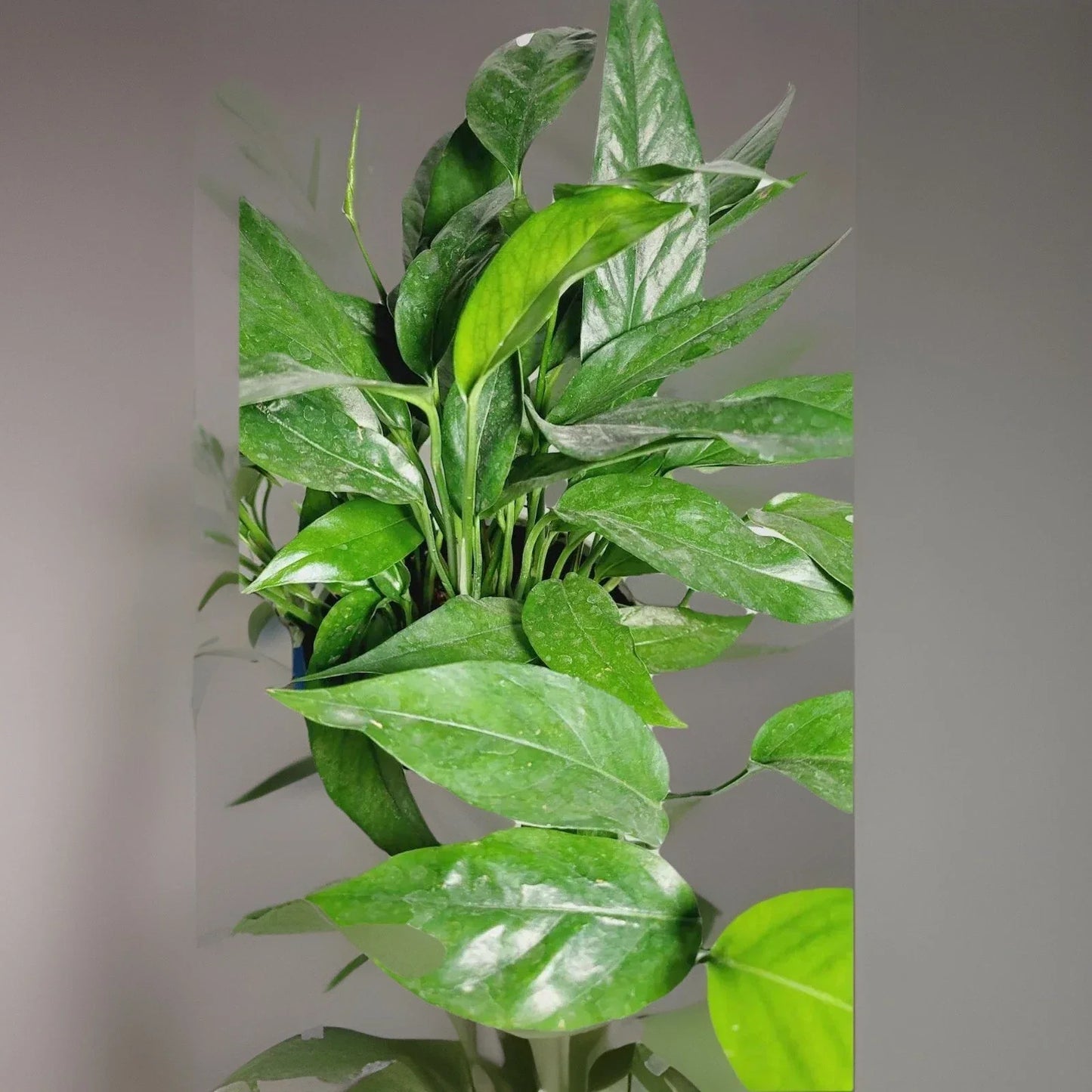 Baltic Blue Pothos Plant - 4" Rooted Live Houseplant - Epipremnum Pinnatum with Blue-Green Foliage