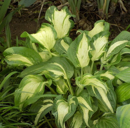 Hosta Plant - Striped Allegan Fog Variety - Rare Hosta sieboldiana for Shade Gardens - Low Maintenance Perennial