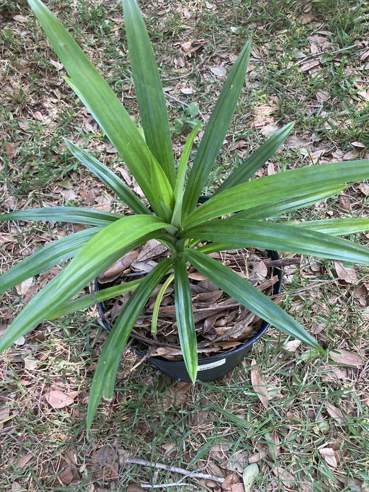 Live Pandan Plant – Well Rooted Organic Pandanus amaryllifolius for Kitchen, Garden, Aromatic, Fragrant Leaves