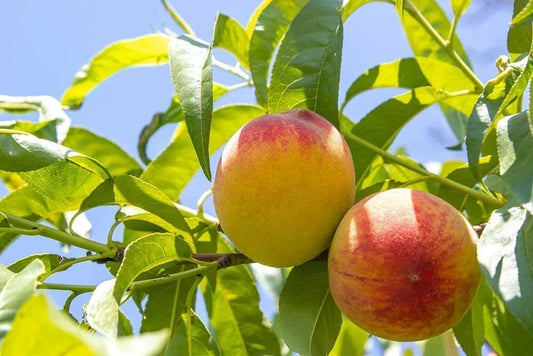 Organic Peach Tree Seeds Prunus persica for Home Gardening, Juicy Fruit, Made in USA, Ships from Iowa