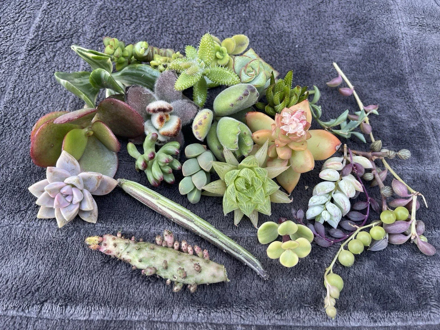 Assorted Succulent Cuttings Pack – 25 Varieties for DIY Projects & Home Decor | Easy-Care Succulents