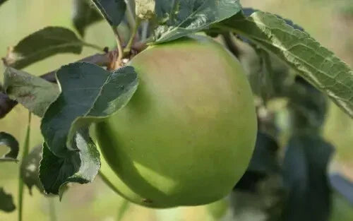 Grenadier Apple Seeds Pack of 25+ - Malus domestica 'Grenadier' Heirloom Fruit Tree for Garden Planting