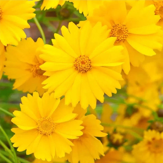 Lanceleaf Coreopsis Seeds - 50+ Bright Yellow Flowers - Coreopsis lanceolata - Perennial Wildflower for Borders & Pollinator Gardens