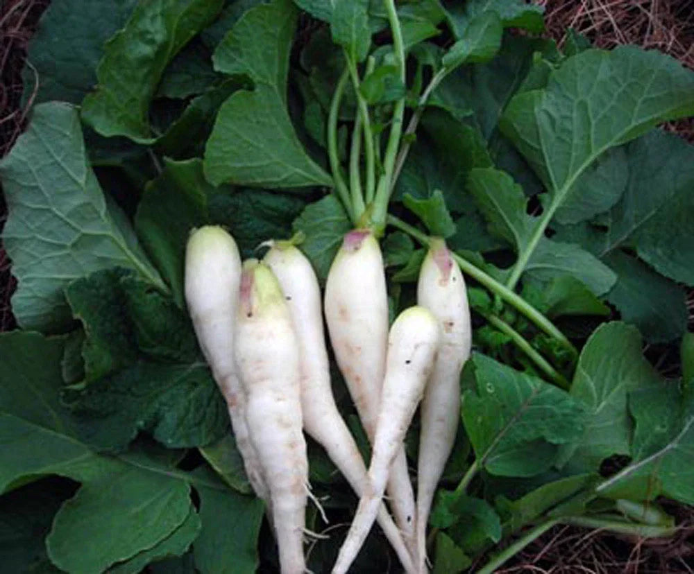 White Lady Radish Seeds – Non-GMO, Heirloom, Raphanus sativus, 50 Seeds for Home Gardens, Fast-Growing, Crisp White Radishes