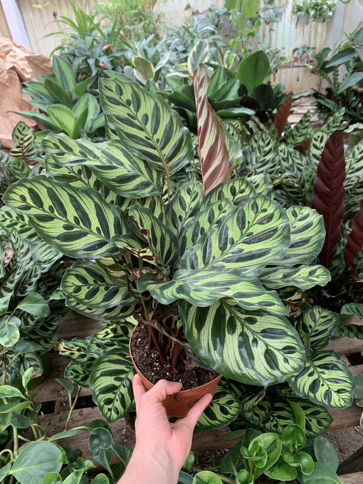 Calathea Makoyana Peacock Plant - Rooted in 6 Inch Pot - Indoor Tropical Houseplant - Vibrant Patterned Foliage