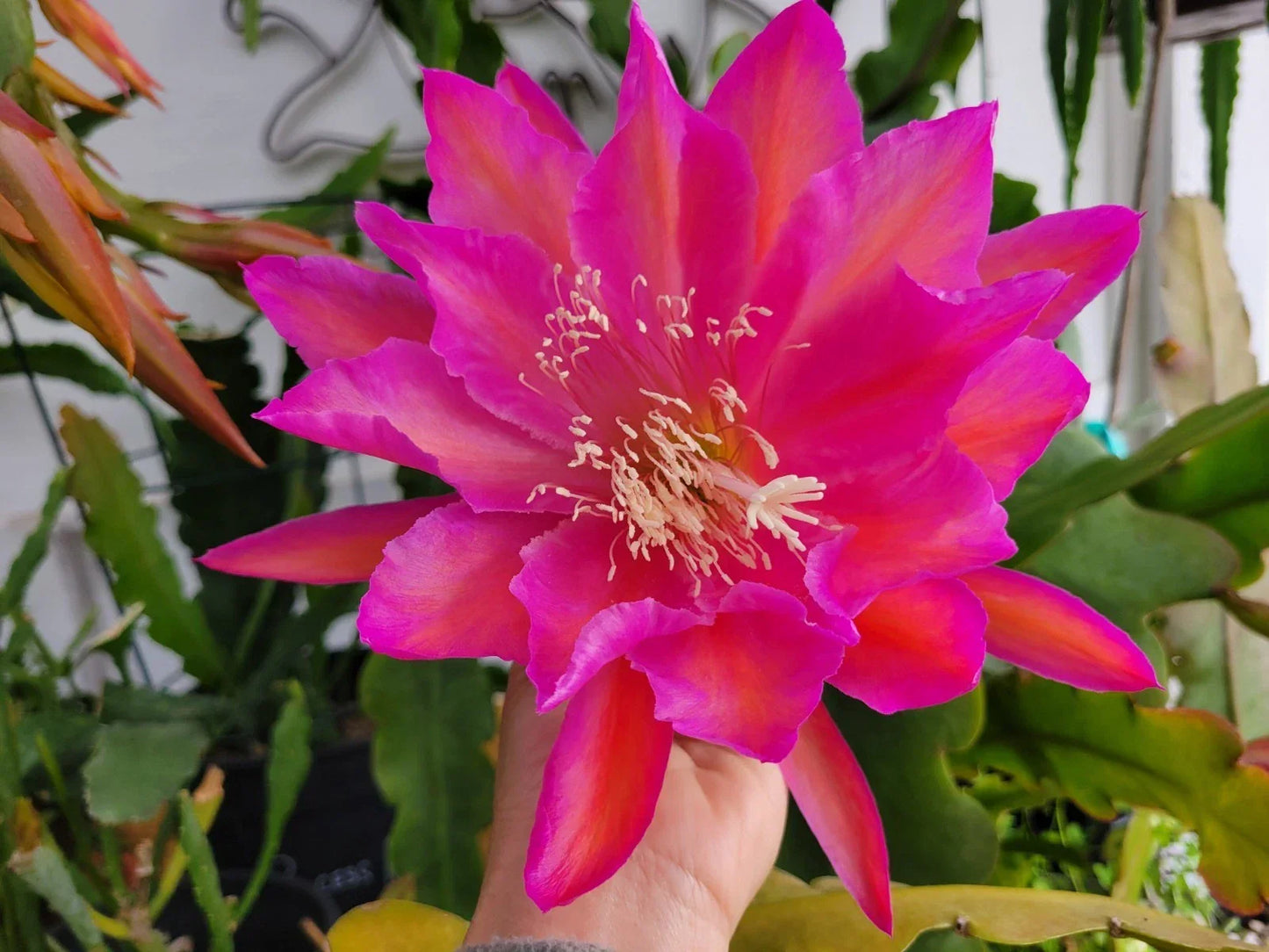 Epiphyllum San Miguel Orchid Cactus 4-Inch Pot | Tropical Houseplant with Exotic Blooms | Well-Rooted Epiphyllum San Miguel