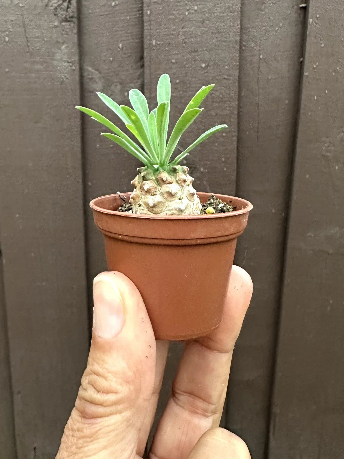 Euphorbia 'Cocklebur' Starter Plant 1 3/4 Inch Pot - Low Maintenance Succulent Indoor Plant - Euphorbia × japonica