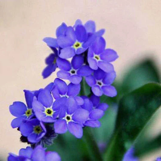 Forget Me Not Seeds - Indigo Blue Perennial Groundcover - Non-GMO, 200 Seeds - Myosotis sylvatica, Low Maintenance, Attracts Pollinators