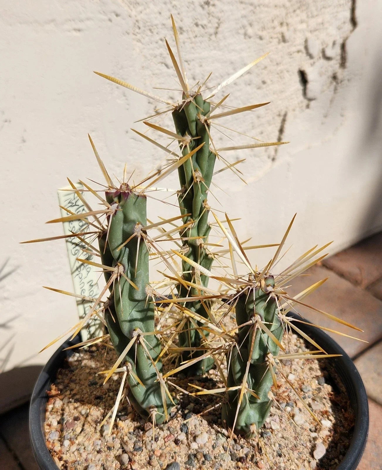 Cylindropuntia Molesta Live Cactus Cuttings – Molesting-Spined Cholla, 3 Rooted Succulents for Garden or Indoor Collection