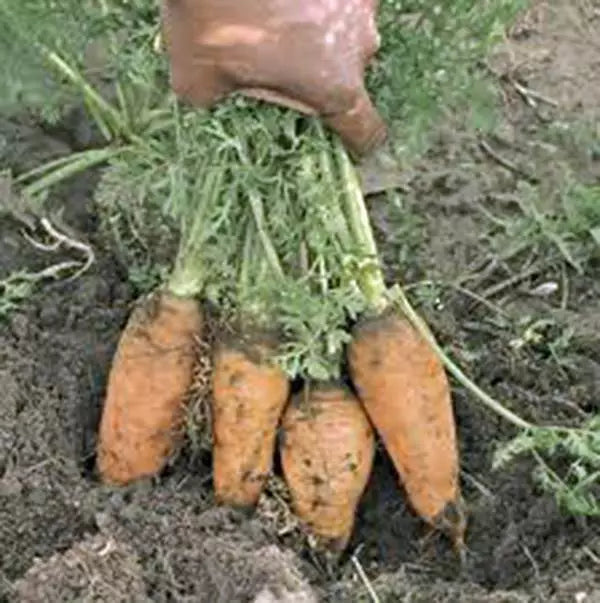 Carrot Seeds - Danvers Half Long, Heirloom, Non-GMO, 50+ Seeds, Daucus carota, Organic Gardening, Tapered Roots