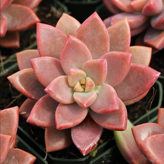 Graptosedum 'Alpenglow' Succulent Live Plant 4" Bare Roots, Drought Tolerant, Easy Care, Home Garden Decor