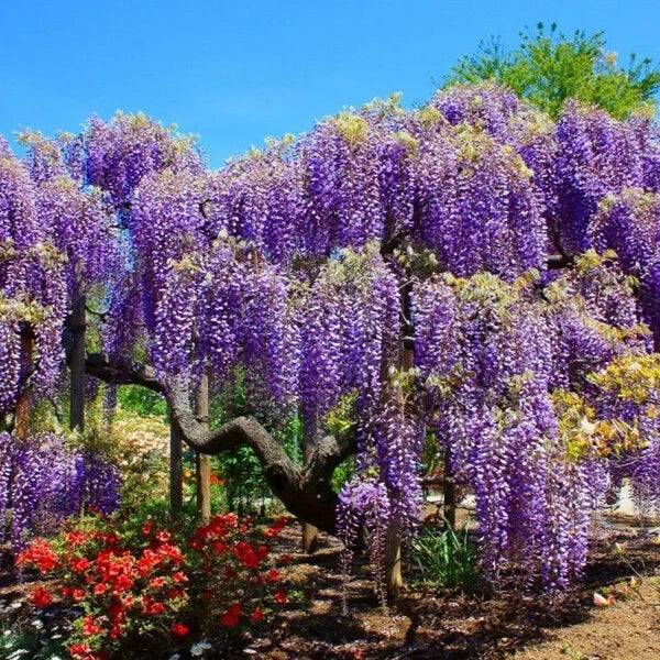 Blue Moon Wisteria Tree Starter Plant - Wisteria macrostachys, Climbing Vine, Blue Flowers, Well-Rooted 4-Inch Pot