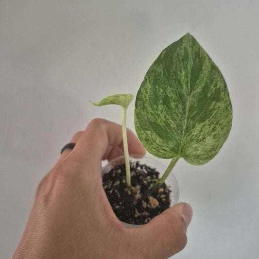 Marble Queen Pothos Starter Plant | Indoor Houseplant | Variegated Epipremnum aureum | Trailing Vine