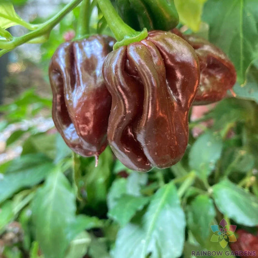 Jamaican Hot Chocolate Pepper Seeds - 25+ Premium Capsicum chinense for Garden, Hot Sauce, Spicy Peppers, Free Shipping