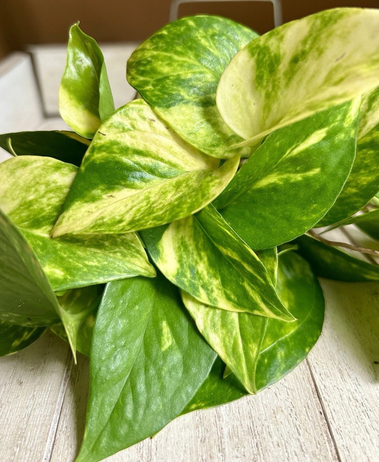 Rooted Pothos Cuttings 10 Pack - Epipremnum aureum Indoor Houseplant for Propagation & Decor
