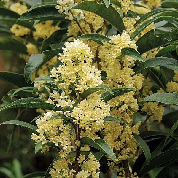 Fudingzhu Fragrant Tea Olive Starter Plant - Osmanthus fragrans var. Fudingzhu, Aromatic Evergreen Shrub for Garden or Container