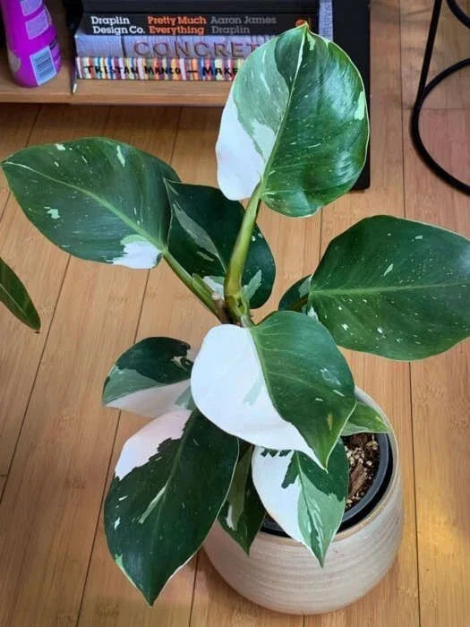 White Princess Variegated Philodendron Small Rooted Starter Plant - Philodendron erubescens, Rare Indoor Houseplant