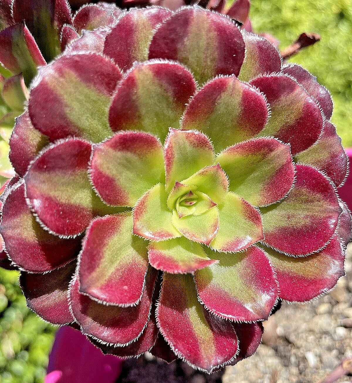 Aeonium Mardi Gras Succulent Cutting 3-4 Inches Variegated Unrooted Plant, Rare Succulent, Colorful Foliage, Crassulaceae