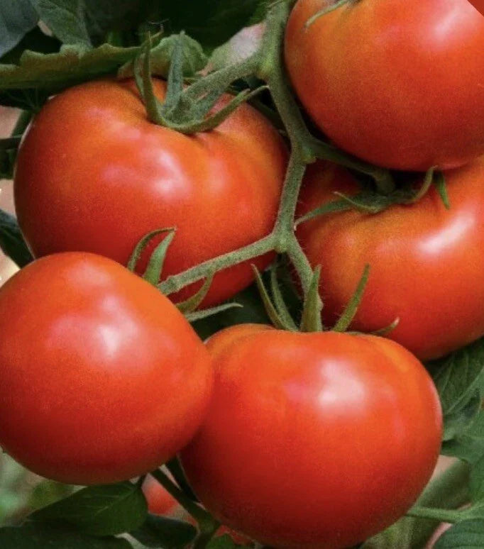 Beefsteak Tomato Seeds | 500 Heirloom Non-GMO Solanum lycopersicum for Home Garden, Salad, Sandwiches
