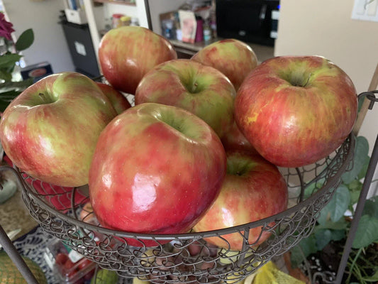 Honeycrisp Apple Seeds - Organic Non-GMO Fruit Tree Seeds for Home Garden - Malus domestica 'Honeycrisp'