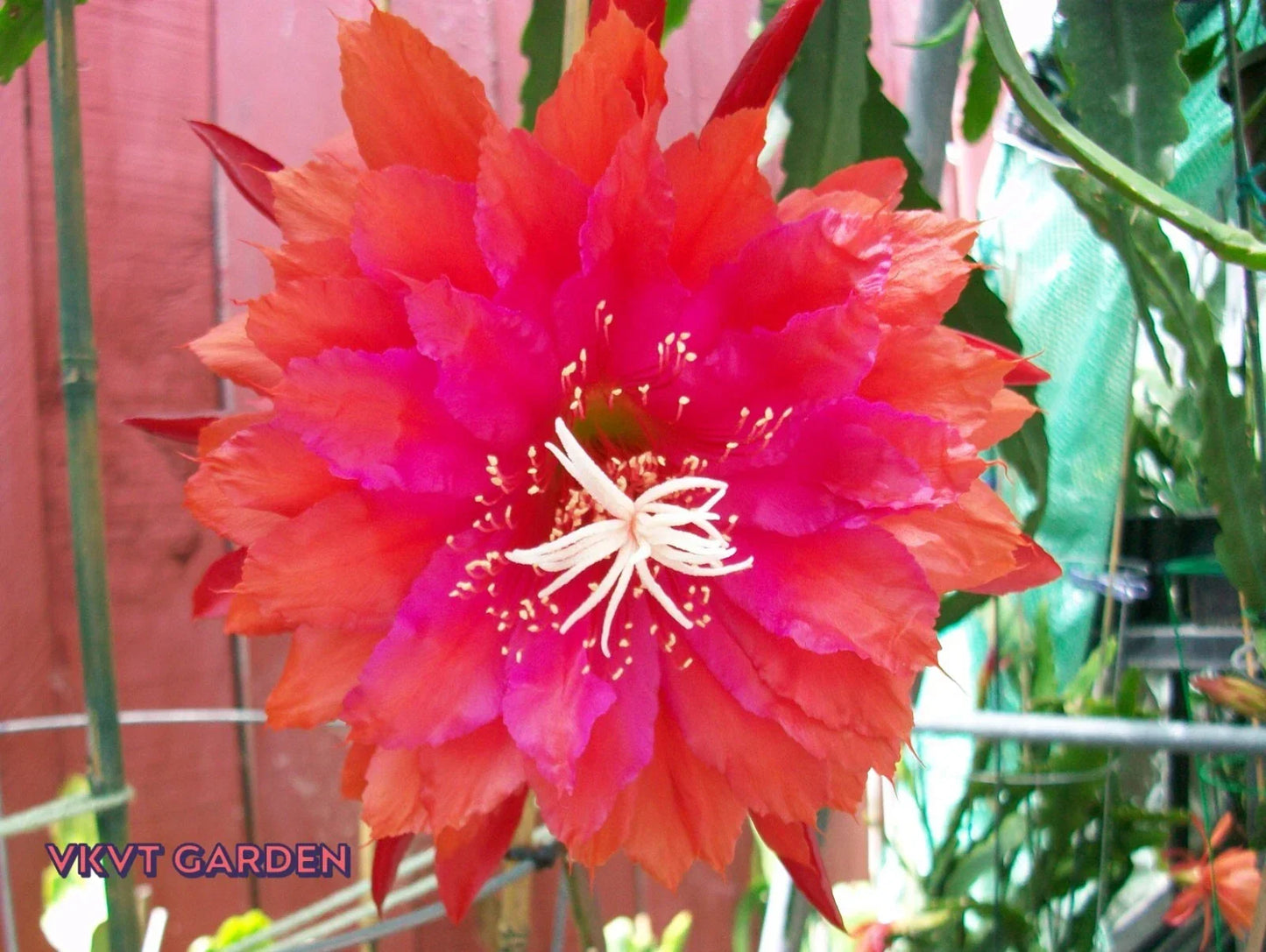 Epiphyllum Orchid Cactus Cutting "PRICELESS" Rare Houseplant, Epiphyllum oxypetalum, Unique Indoor Blooming Plant