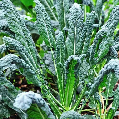 Lacinato Kale Seeds - Heirloom Non-GMO Tuscan Dinosaur Kale Brassica oleracea var. palmifolia Pack of 100