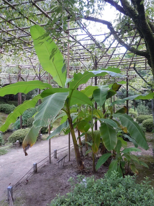 Musa Basjoo Banana Tree - Cold Hardy Tropical Plant for Gardens & Landscaping - Live 2-3 ft Perennial with Lush Foliage