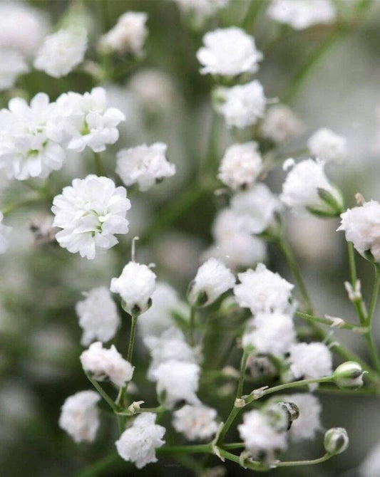 Gypsophila 'Double Snowflake' Seeds - Baby's Breath Flower Seeds for Gardens and Floral Arrangements
