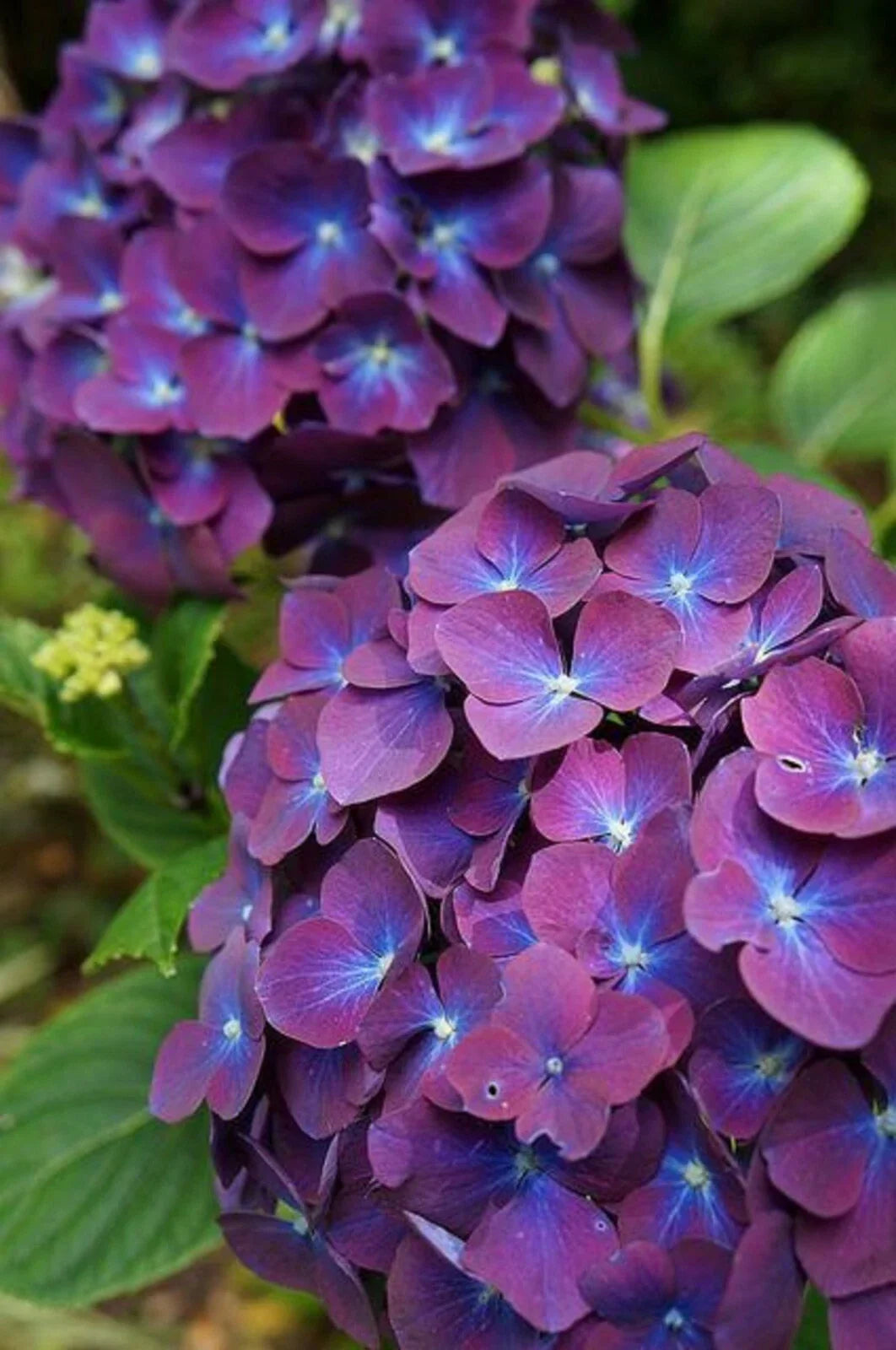 Purple Blue Hydrangea Seeds - Hydrangea macrophylla Perennial Garden Shrub, 5 Seeds for Vibrant Summer Blooms